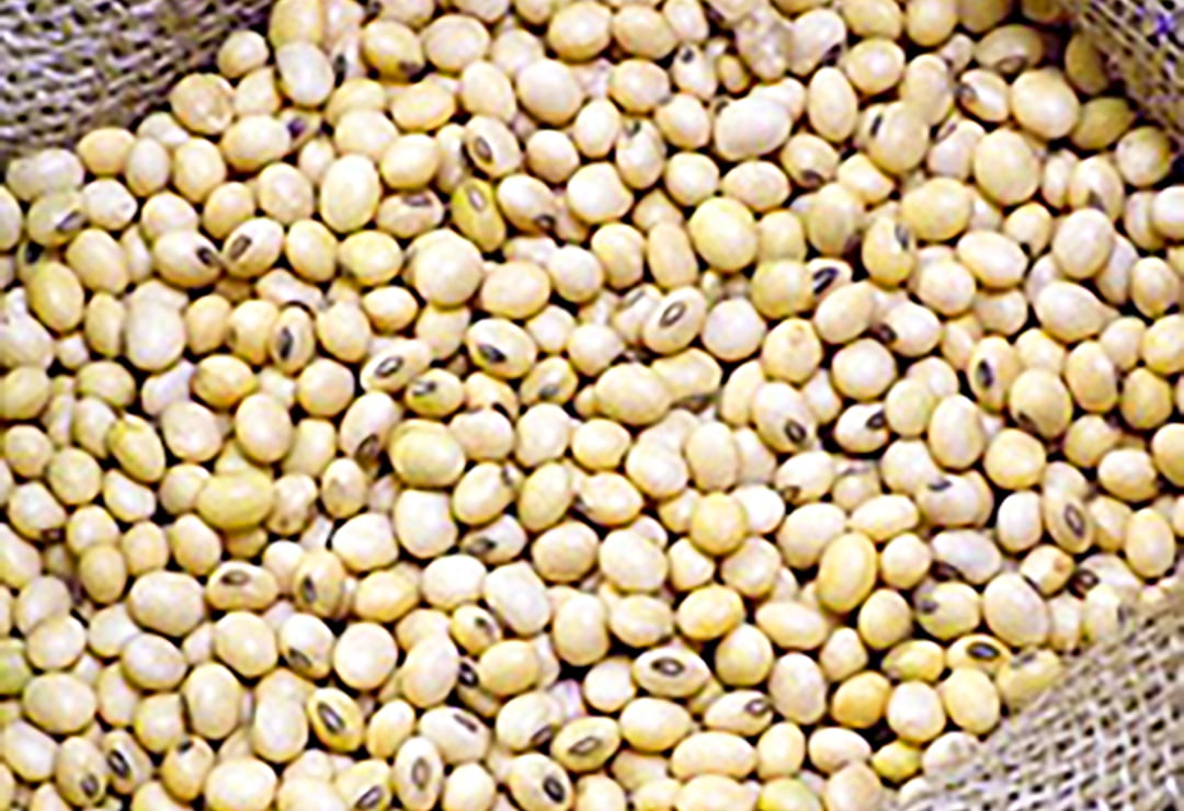 Roasted soy nuts